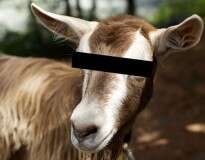 Homem é preso por ter relação íntima com cabra e admite que sempre se “encontra com animais” no mato