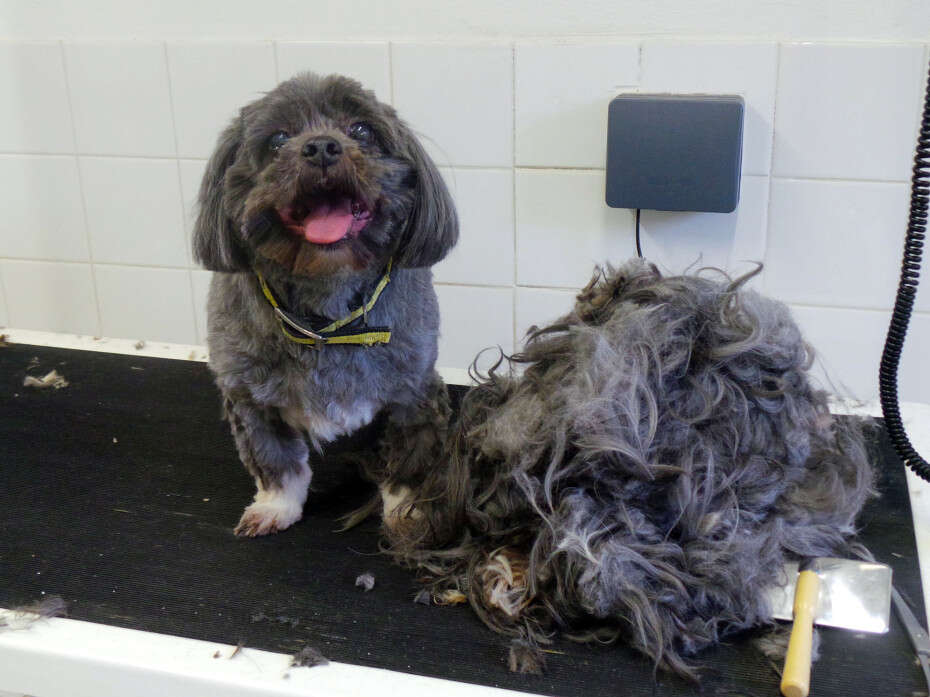 Cão resgatado em estado trágico posa ao lado de emaranhado de pelo que foi retirado de seu corpo