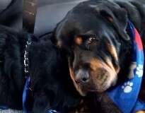 Vídeo comovente mostra cão “chorando” ao acordar e encontrar seu irmão morto