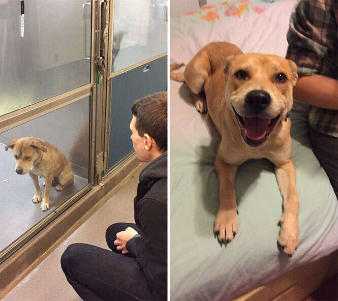 Animais antes e depois da adoção