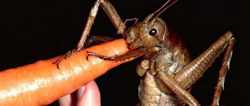 Conheça o inseto gigante que está entre os mais assustadores do mundo