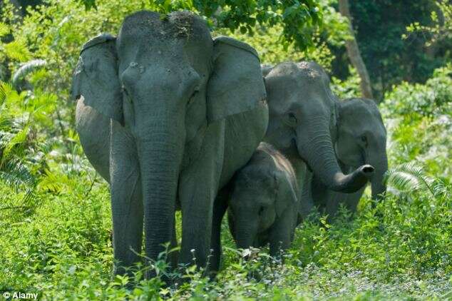 Casal morre após elefante pisoteá-lo ao se assustar com flash de câmera