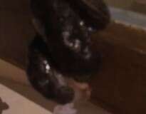 Estranha criatura aparece em vídeo e deixa internautas intrigados