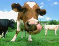 Site de namoro permite que vacas encontrem pares perfeitos