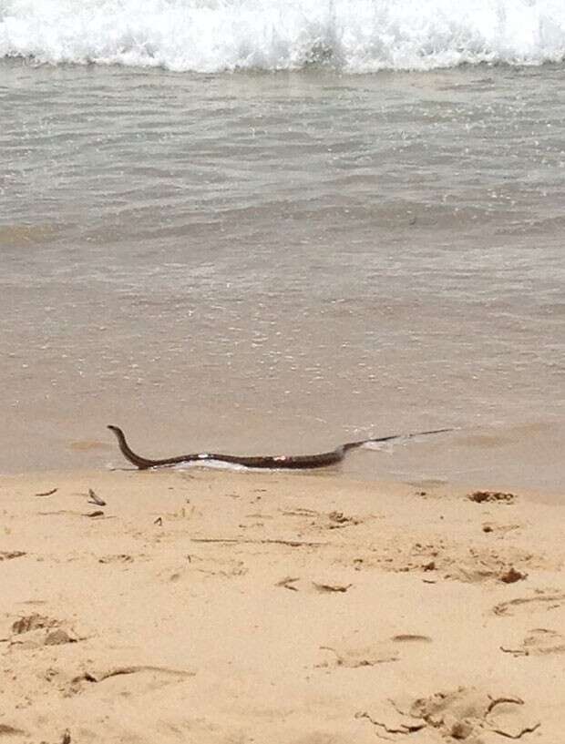 Cobra mortal causa pânico ao surgir em praia na Austrália