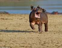 Hipopótamo tenta se livrar de pássaros que se acomodaram em suas costas e imagens se fazem sucesso na internet