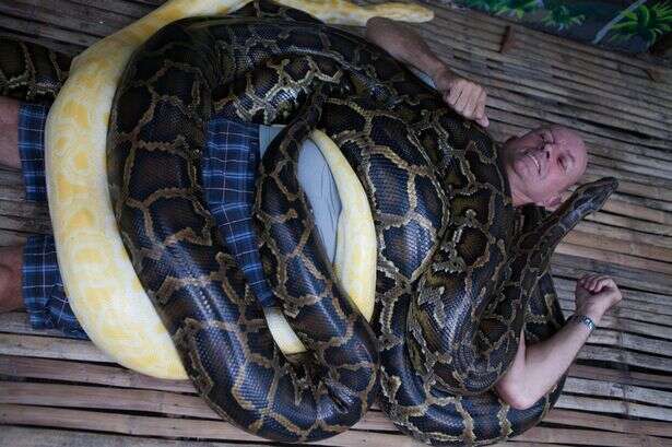 Zoológico oferece serviço de massagem a visitantes com cobra