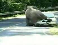 Elefante esmaga carro cheio de passageiros após tentar acasalar com veículo