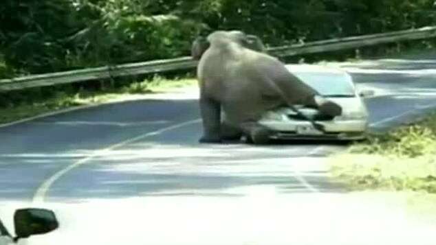 Elefante esmaga carro cheio de passageiros