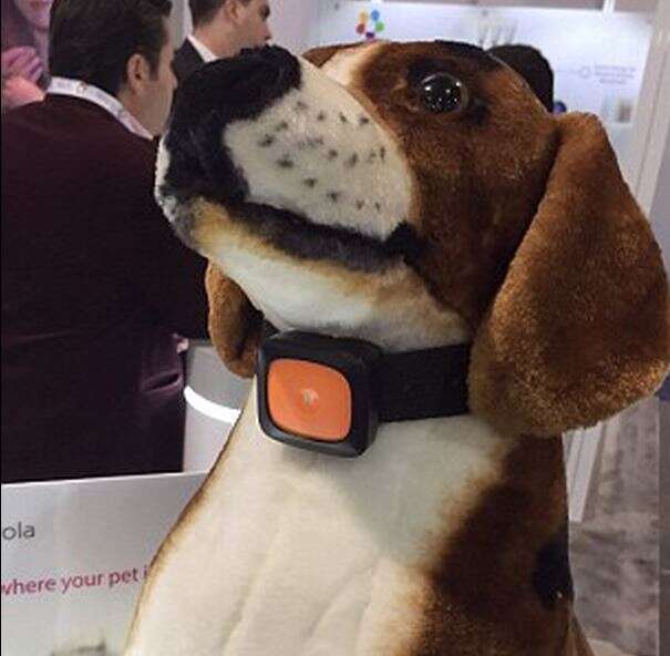 Smartphone para cães chega ao mercado em junho