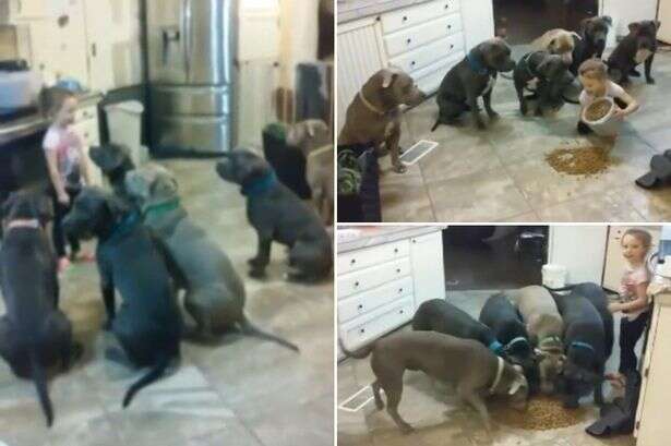 Imagens de menina de 4 anos alimentando 6 pit bulls famintos causa polêmica nas redes sociais