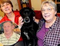 Cão pede ajuda e salva vida de seu proprietário após homem sofrer AVC