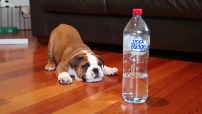 Cãozinho brigando com garrafa de água faz sucesso na web