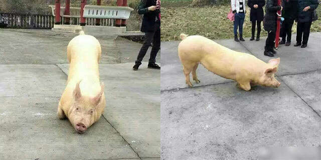 Porco é visto “rezando” em frente templo budista