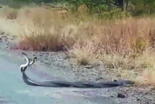 Vídeo mostra acasalamento de cobras mais venenosas do mundo