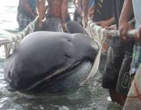 Raro tubarão é capturado nas Filipinas