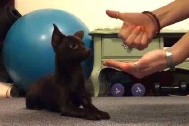 Cãozinho surdo aprendendo linguagem de sinais em vídeo comovente