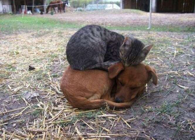 Fotos de gatos que usam cães como almofadas