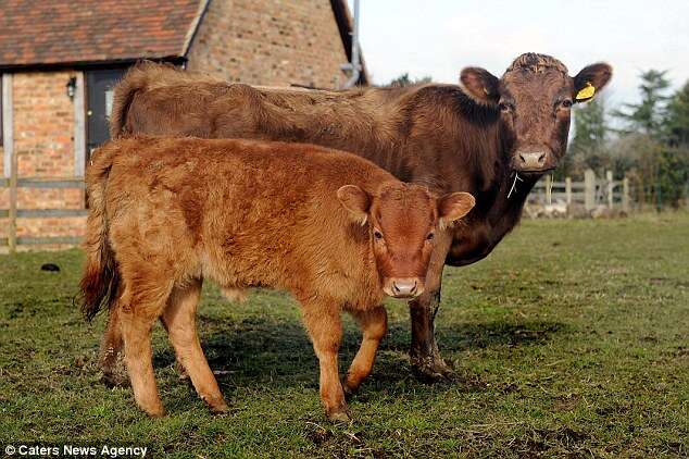Vaca dá à luz sem nunca ter conhecido um touro