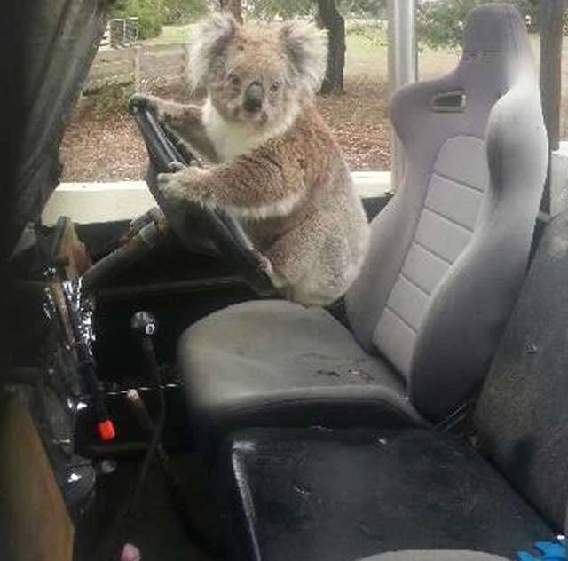 Coala é flagrado tentando roubar Land Rover