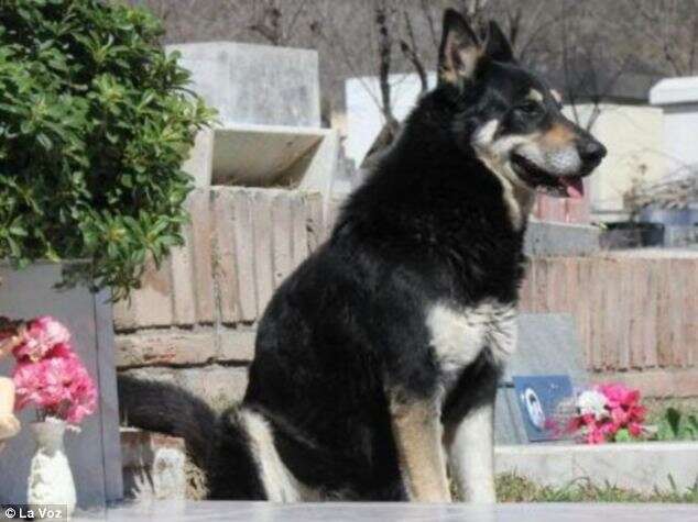 Conheça o cão fiel que dorme há anos ao lado do túmulo de seu falecido dono