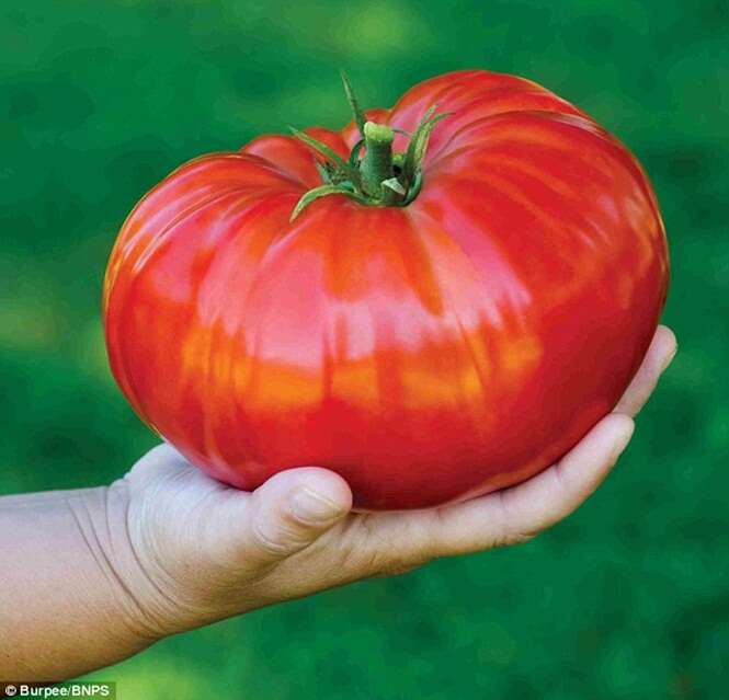 Conheça o tomate gigante