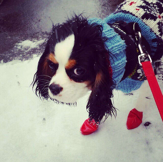 Cachorro de botas