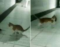 Vídeo causa polêmica ao mostrar gato matando rato em corredor de hospital enquanto médicos riem da cena