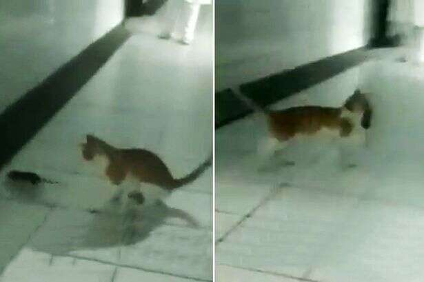 Vídeo causa polêmica ao mostrar gato matando rato em corredor de hospital