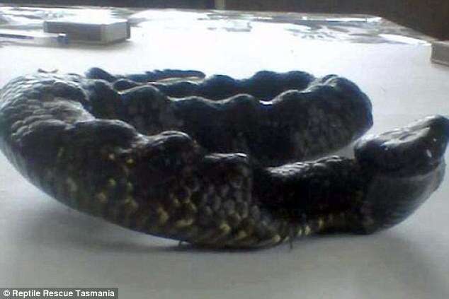 Cobra tigre da Tasmânia é diagnosticada com rara doença na coluna