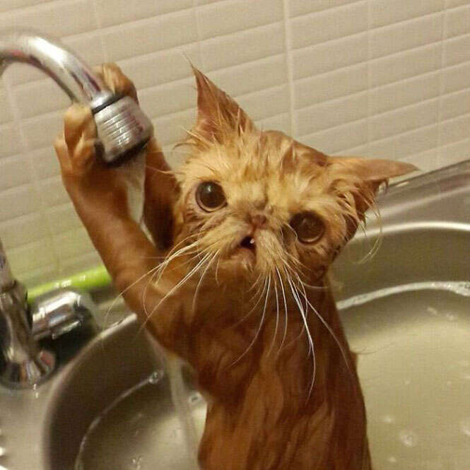 gato que gosta de água