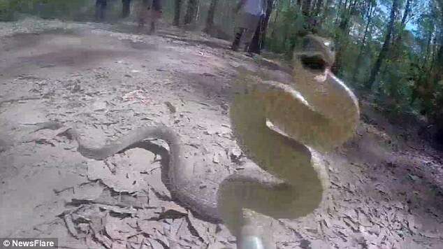 Câmera GoPro é colocada em vara e filma momento em que cobra mortal tenta devorar equipamento