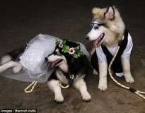 Cães se casam em cerimônia com mais de 100 convidados na Indonésia