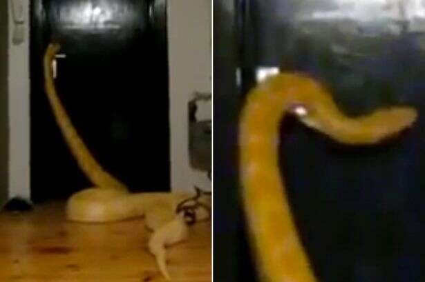 Vídeo apavorante prova como cobras sabem como abrir portas