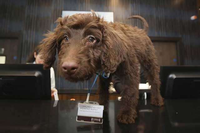 Filhote de cachorro se torna funcionário em hotel de Londres