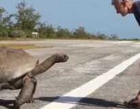 Tartaruga macho persegue homem após ele interromper seu momento de amor com uma fêmea