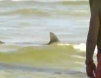 Tubarões provocam pânico ao aparecerem em praia na Flórida