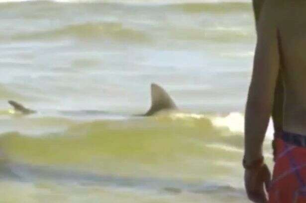 Tubarões provocam pânico em praia na Flórida