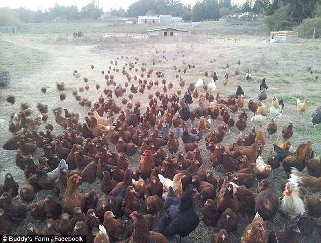 Mais de 300 galinhas que botam ovos coloridos são roubadas de fazenda