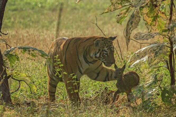 Imagens incríveis mostram momento em que tigre feroz fica poupa a vida de veado bebê indefeso