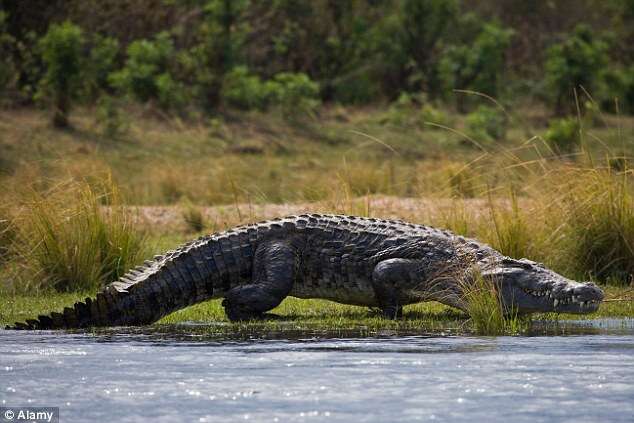 Turistas assistem momento bizarro em que crocodilos come corpo de homem em rio