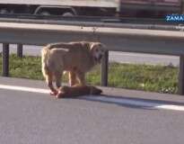 Cão desesperado é filmado tentando proteger amigo atropelado em estrada na Turquia