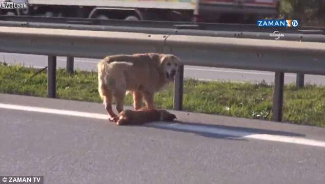 Cão desesperado é filmado tentando proteger amigo atropelado