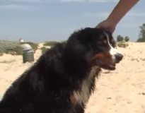 Cão que nunca havia nadado salva duas pessoas de afogamento no mar