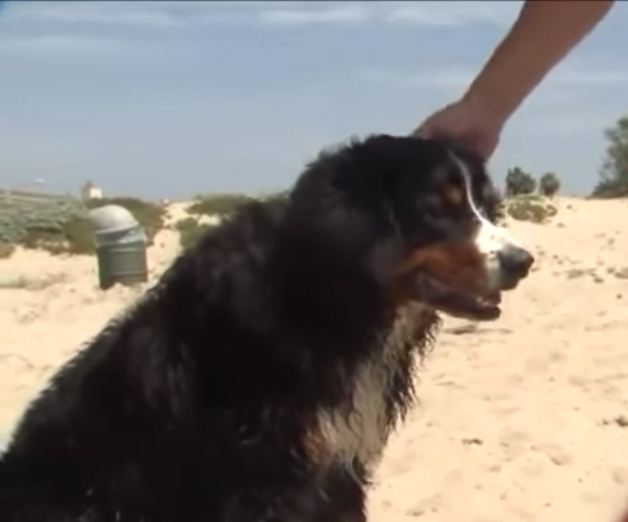 Cão que nunca havia nadado salva duas pessoas no mar