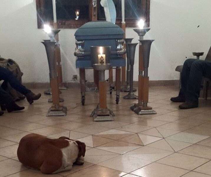 Cães de rua comparecem a funeral de mulher que os alimentava