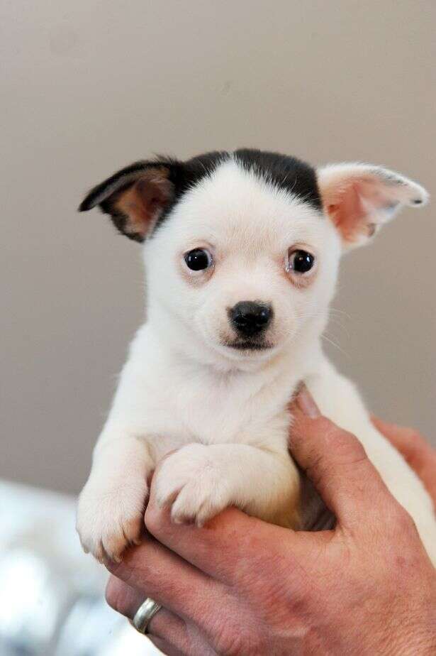 Conheça o cãozinho que nasceu com o “bigode” de Hitler