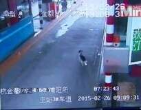 Vídeo comovente mostra cão perdido há duas semanas em pedágio verificando cada carro que passa em busca de seus donos