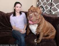 Maior pit bull do mundo, que com 17 meses de vida já pesa 80 quilos, continua crescendo e espanta proprietários