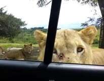 Vídeo: turistas em safari entram em desespero após leão abrir porta de carro em que estavam com os dentes